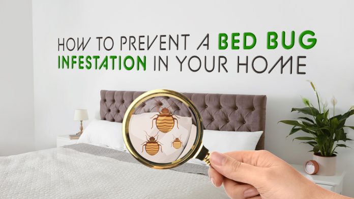 prevent a bed bug infestation